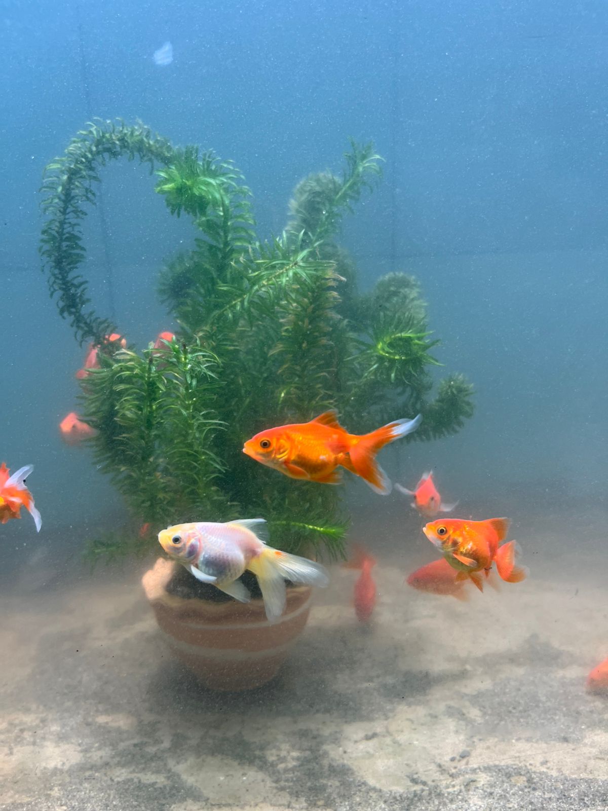 Peces bailarinas en el acuario amazonico de Puyo